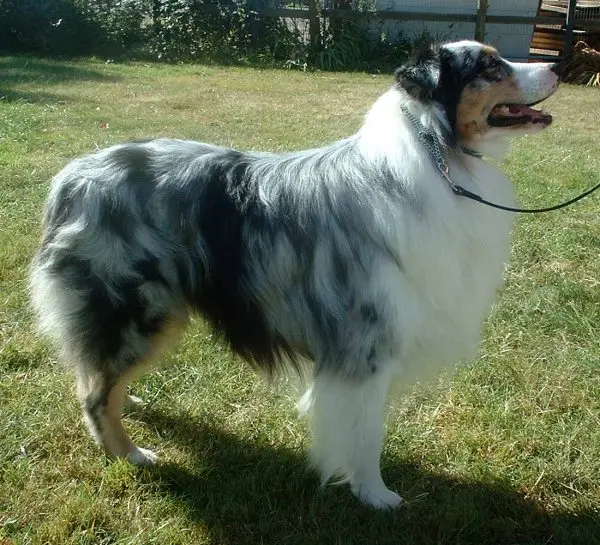A blue-merle Australian Shepherd standing on grass