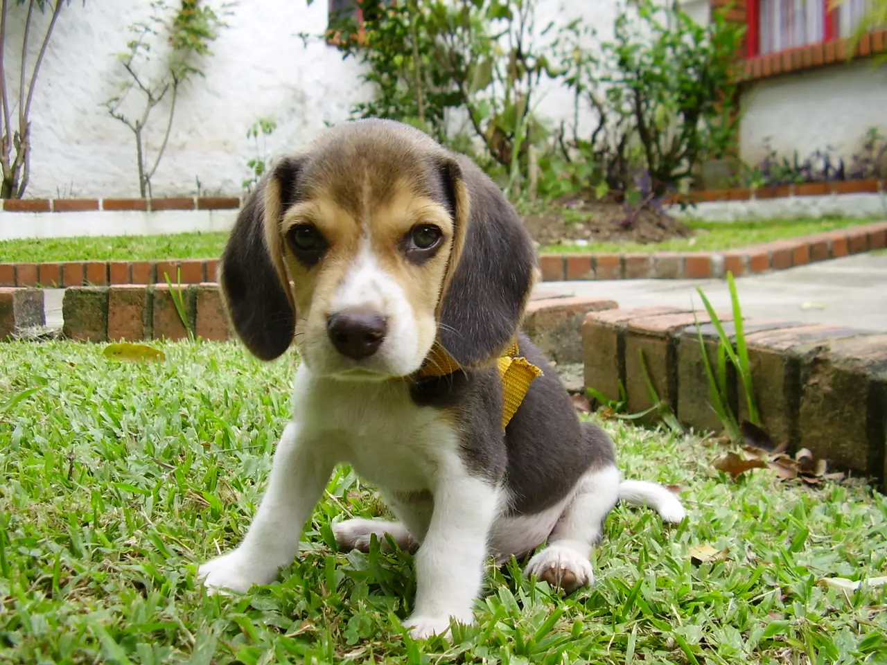 A young Beagle sitting on grass outdoors