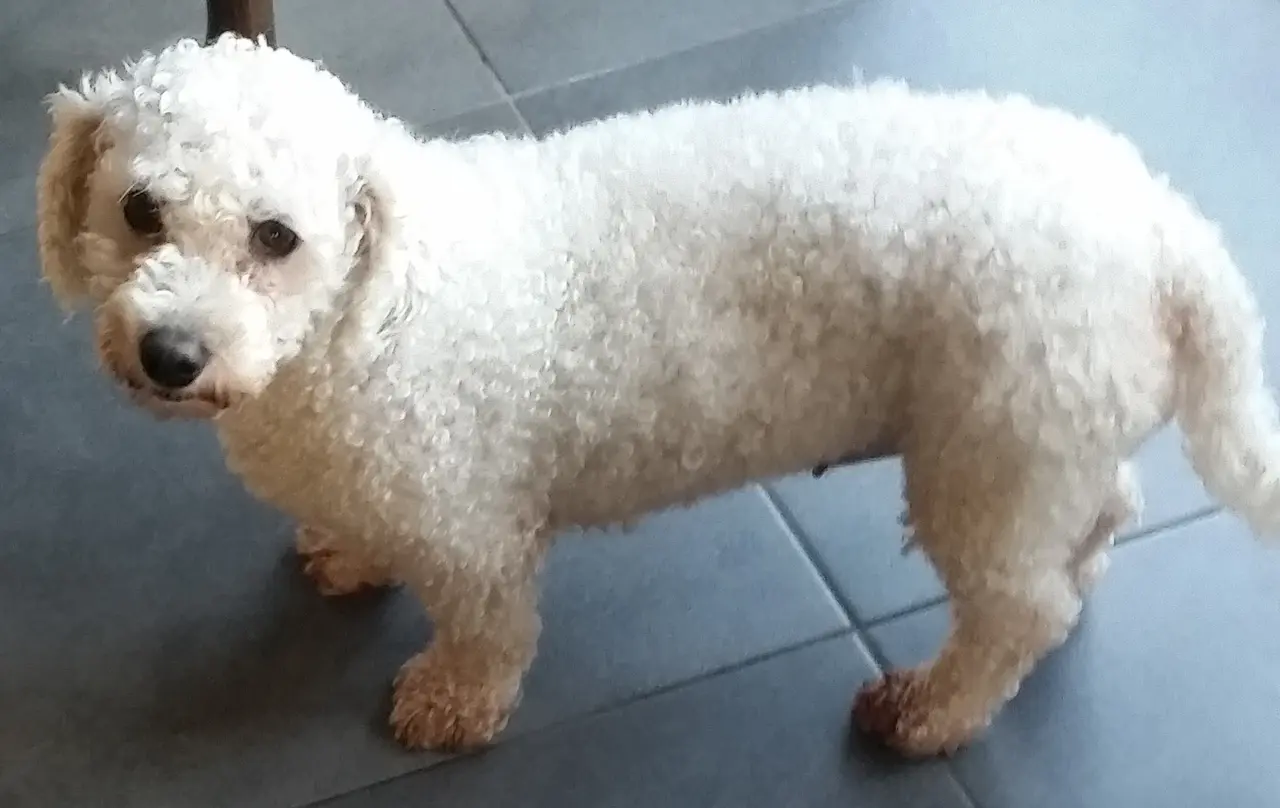 A white Bichon Frise standing indoors