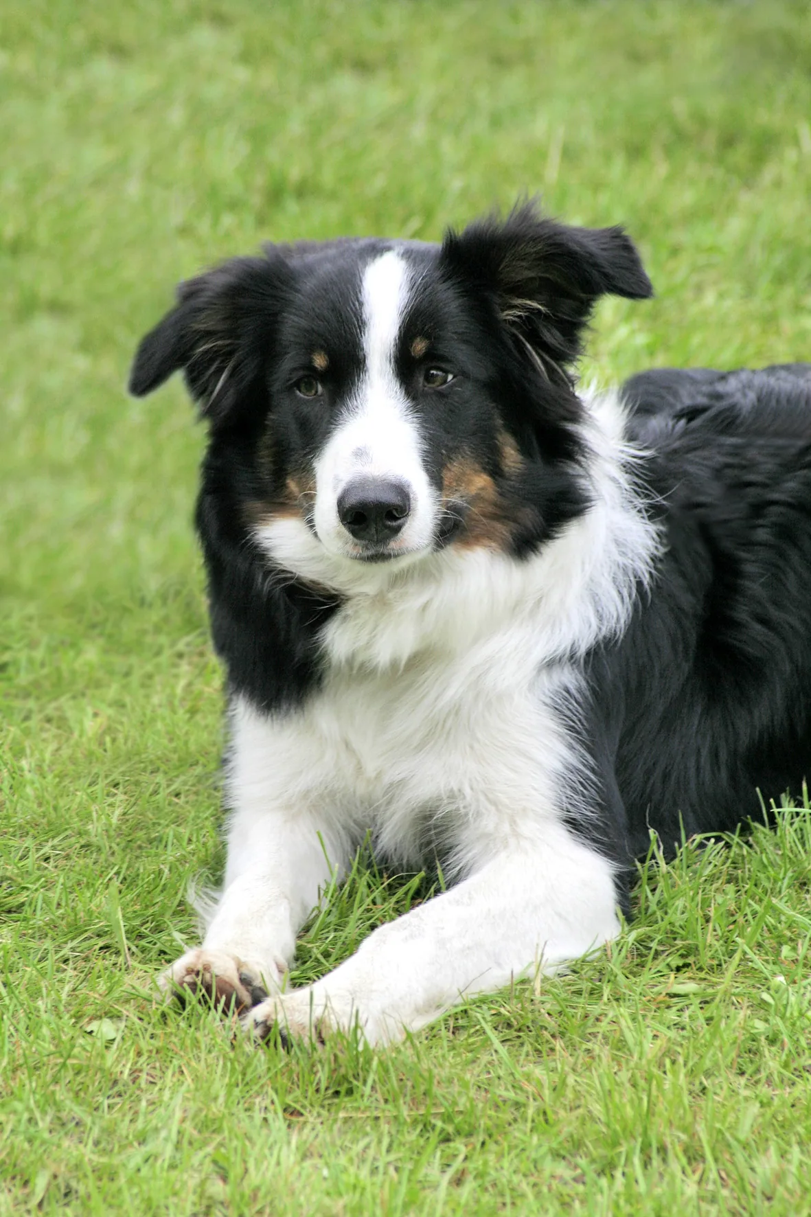 A black-and-white Border Collie resting on grass