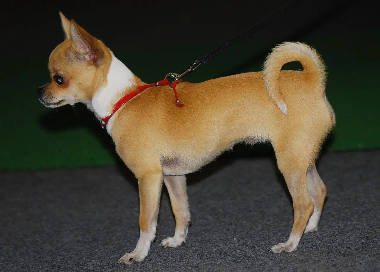 A tan Chihuahua standing in profile at a dog show