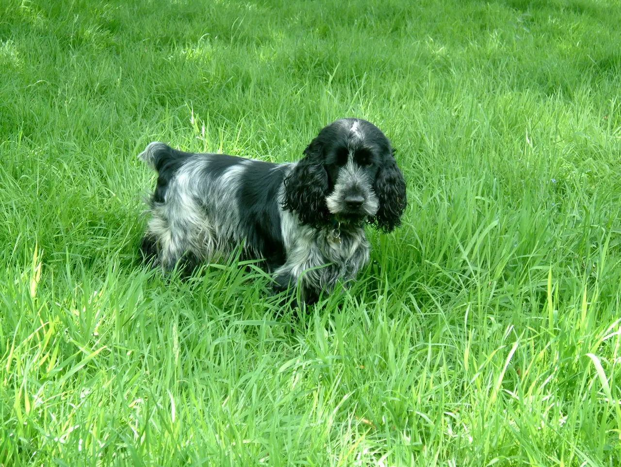 A blue-roan English Cocker Spaniel standing in tall grass