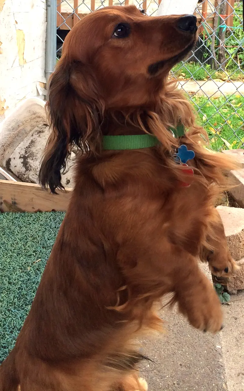 A long-haired brown Dachshund standing outdoors