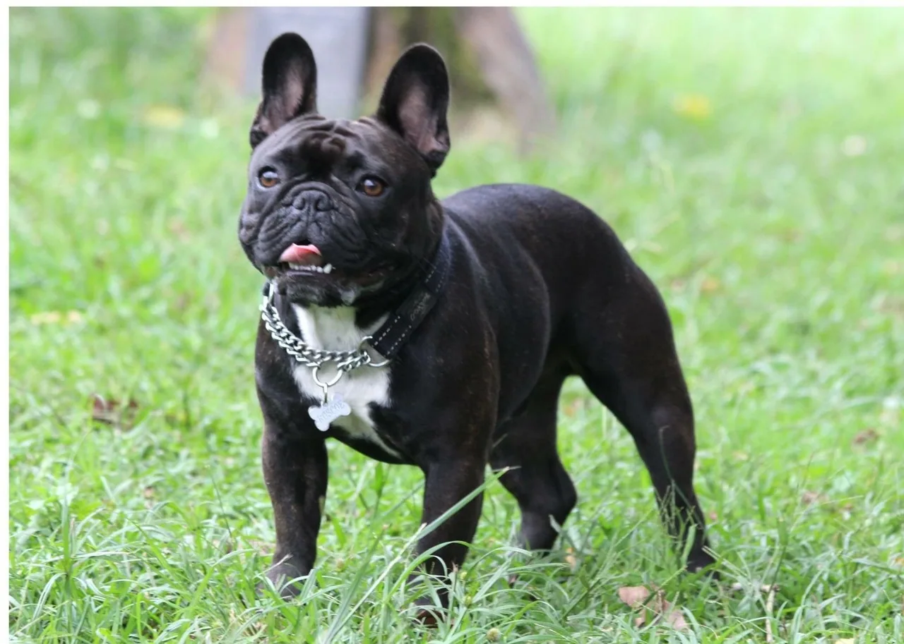 A black French Bulldog standing on grass