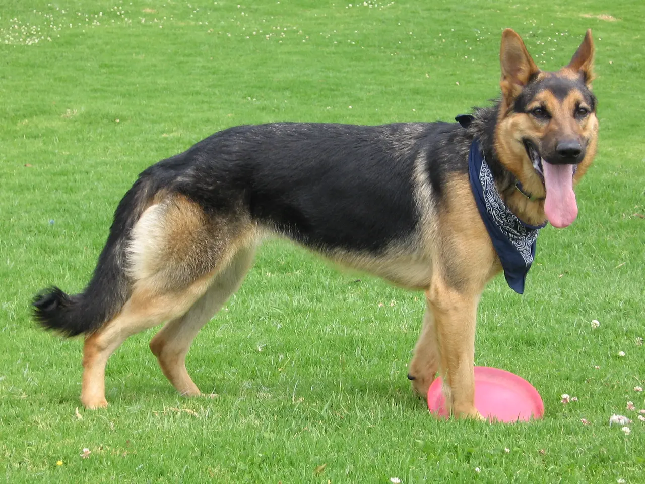 A German Shepherd Dog standing on grass beside a flying disc
