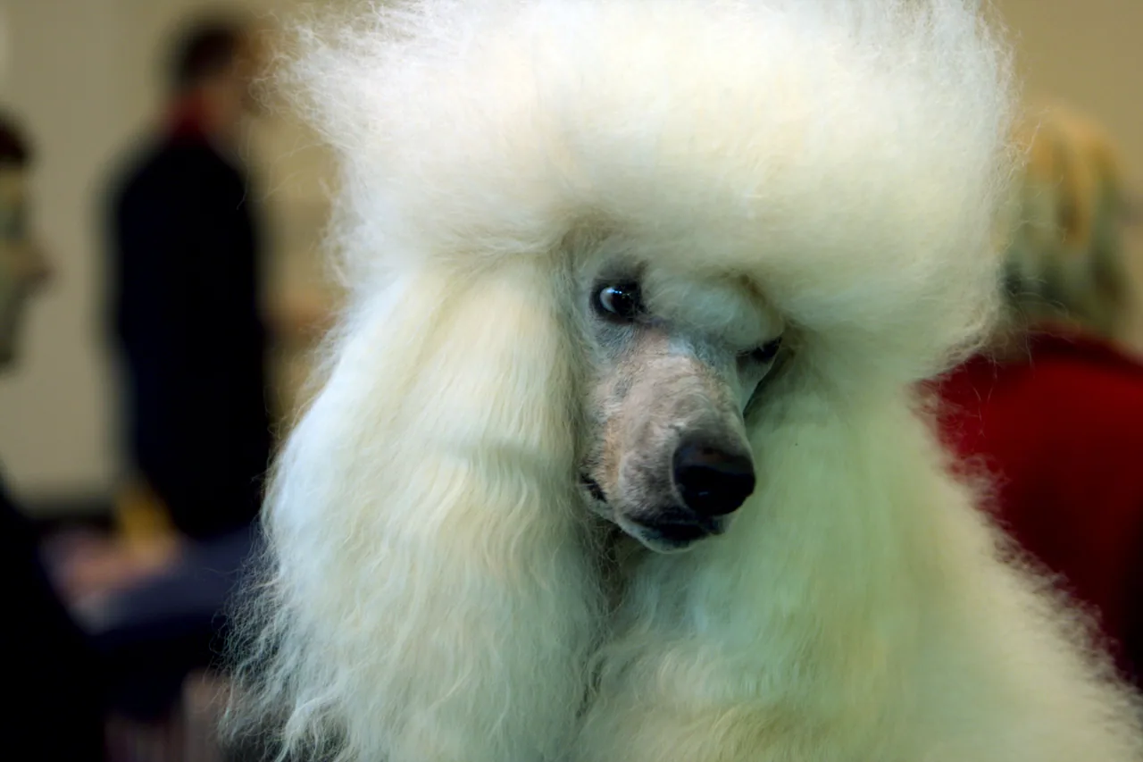 A white Standard Poodle at a dog show